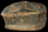 Hadrosaur (Edmontosaur) Toe Bone - South Dakota #129797-1